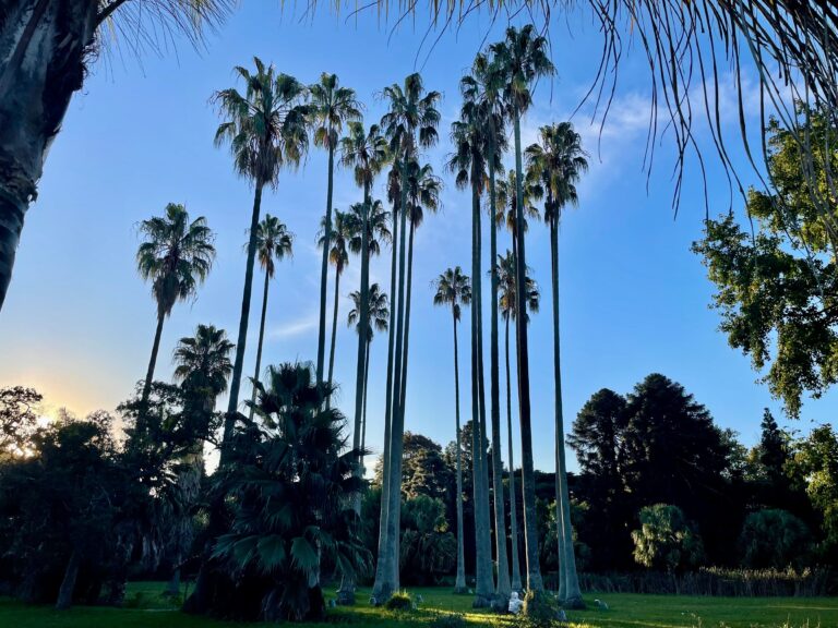 Peaceful lineup of palm trees in Uruguay reflecting the tranquil lifestyle and first impressions of life abroad